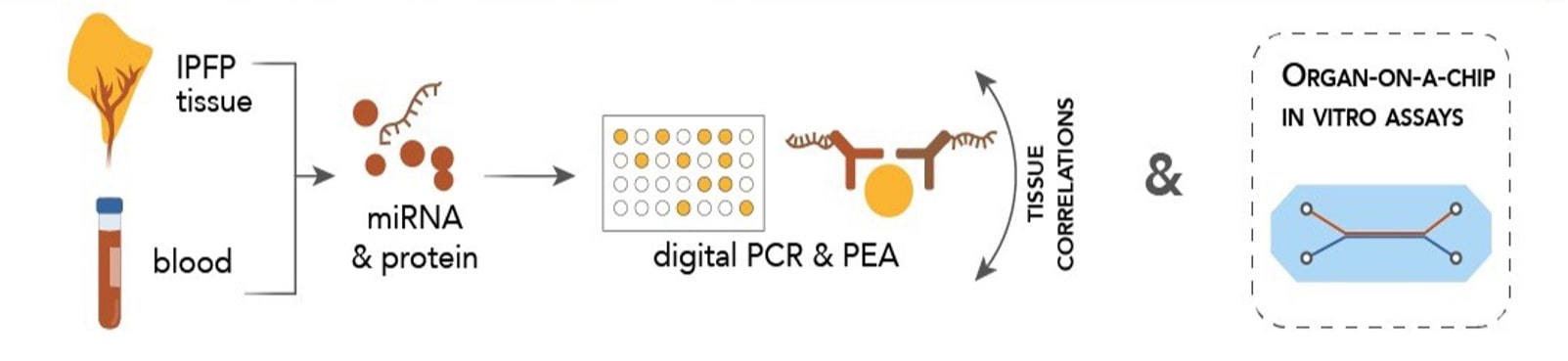 WP3: Systemic and local biomarker correlation